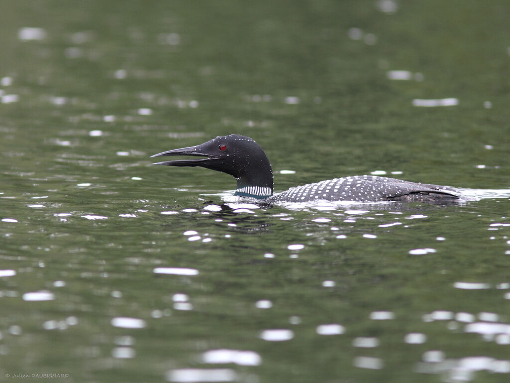 Plongeon imbrinadulte, identification