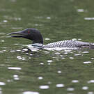 Plongeon imbrin