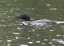 Common Loon