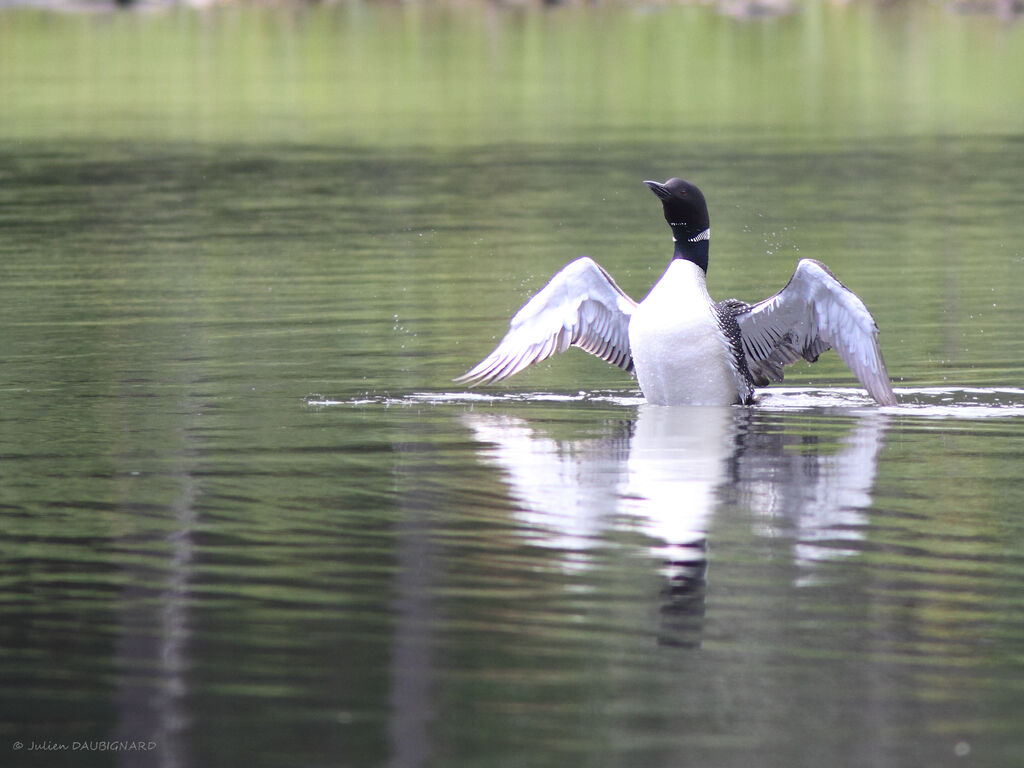 Common Loonadult, identification