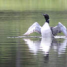 Plongeon imbrin