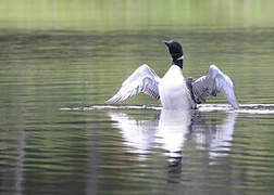 Common Loon