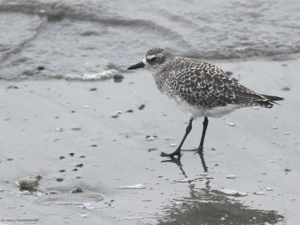 Pluvier argenté, identification