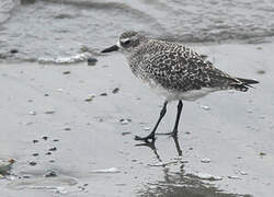 Grey Plover