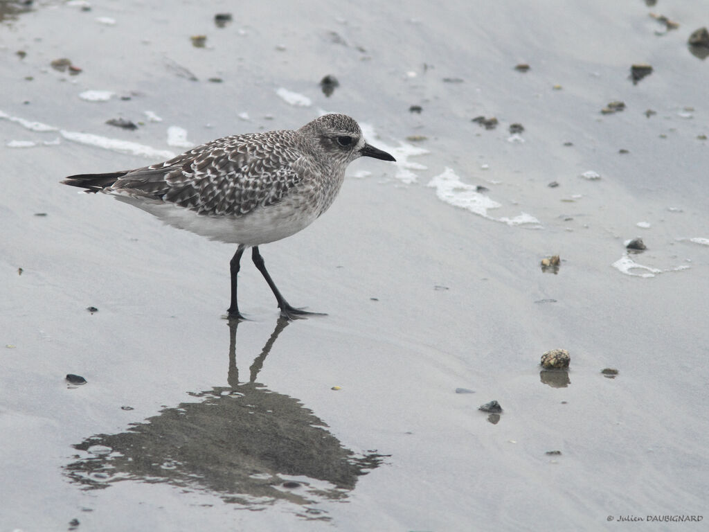 Pluvier argenté, identification