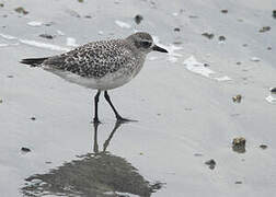 Grey Plover