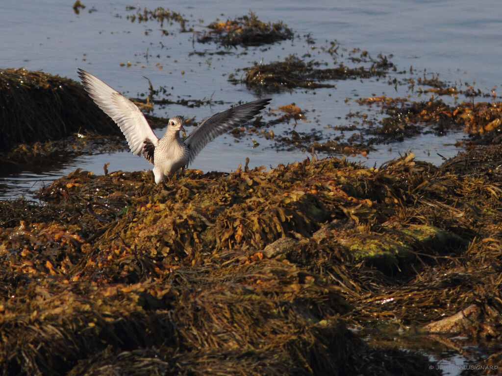 Grey Plover, identification