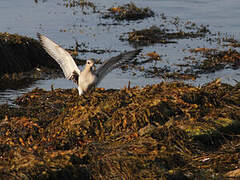 Grey Plover