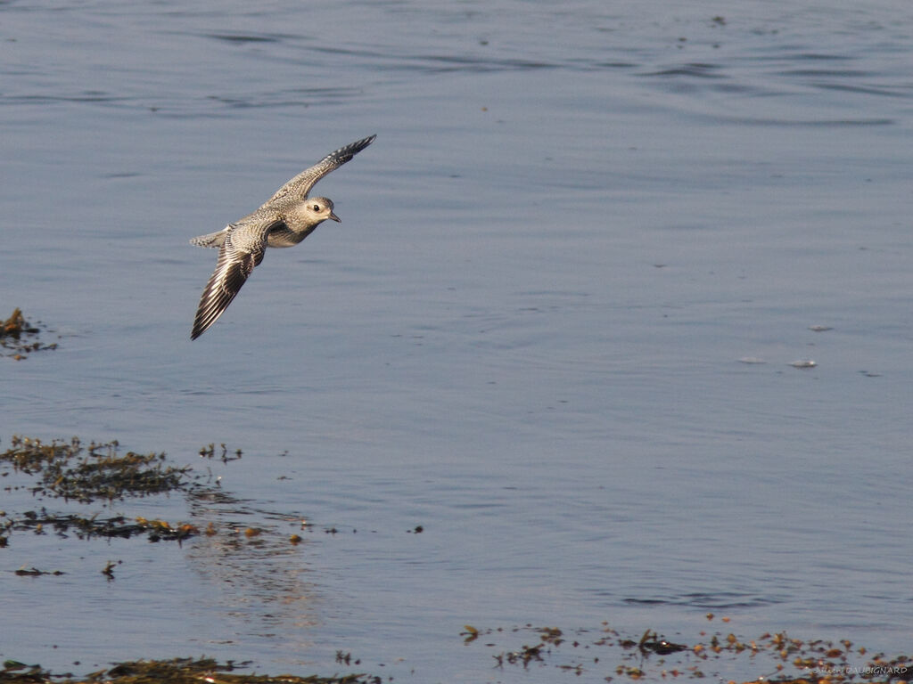 Grey Plover, Flight