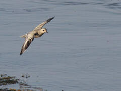 Grey Plover