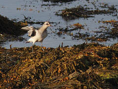 Grey Plover