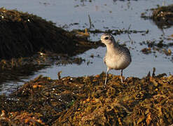 Grey Plover