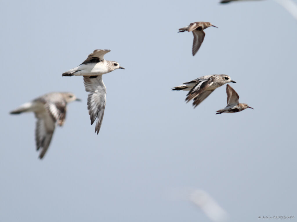 Grey Plover, Flight