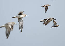 Grey Plover