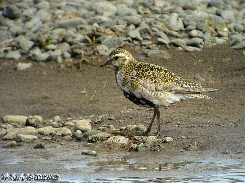 European Golden Plover female adult transition, identification