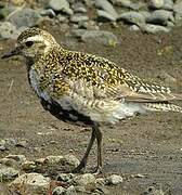 European Golden Plover