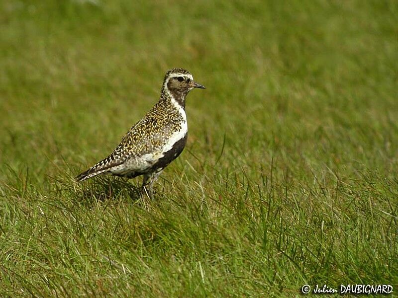 European Golden Plover