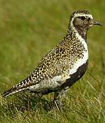 European Golden Plover