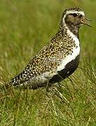 European Golden Plover