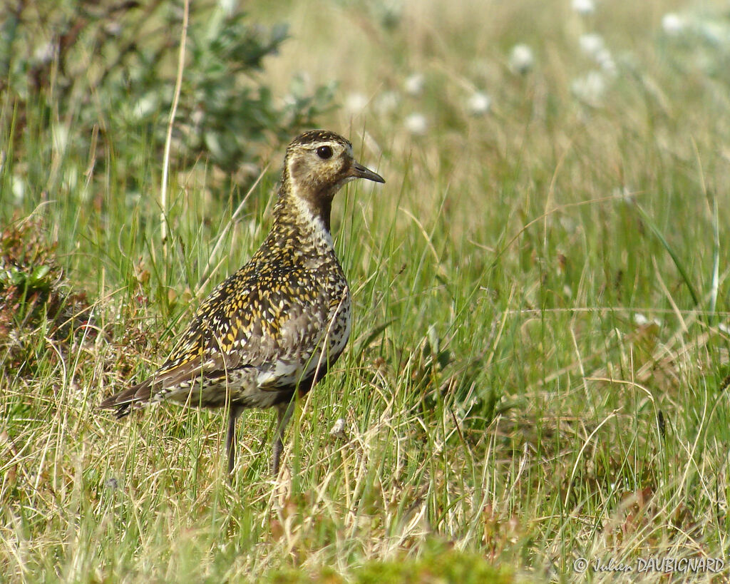 European Golden Plover