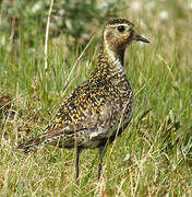 European Golden Plover