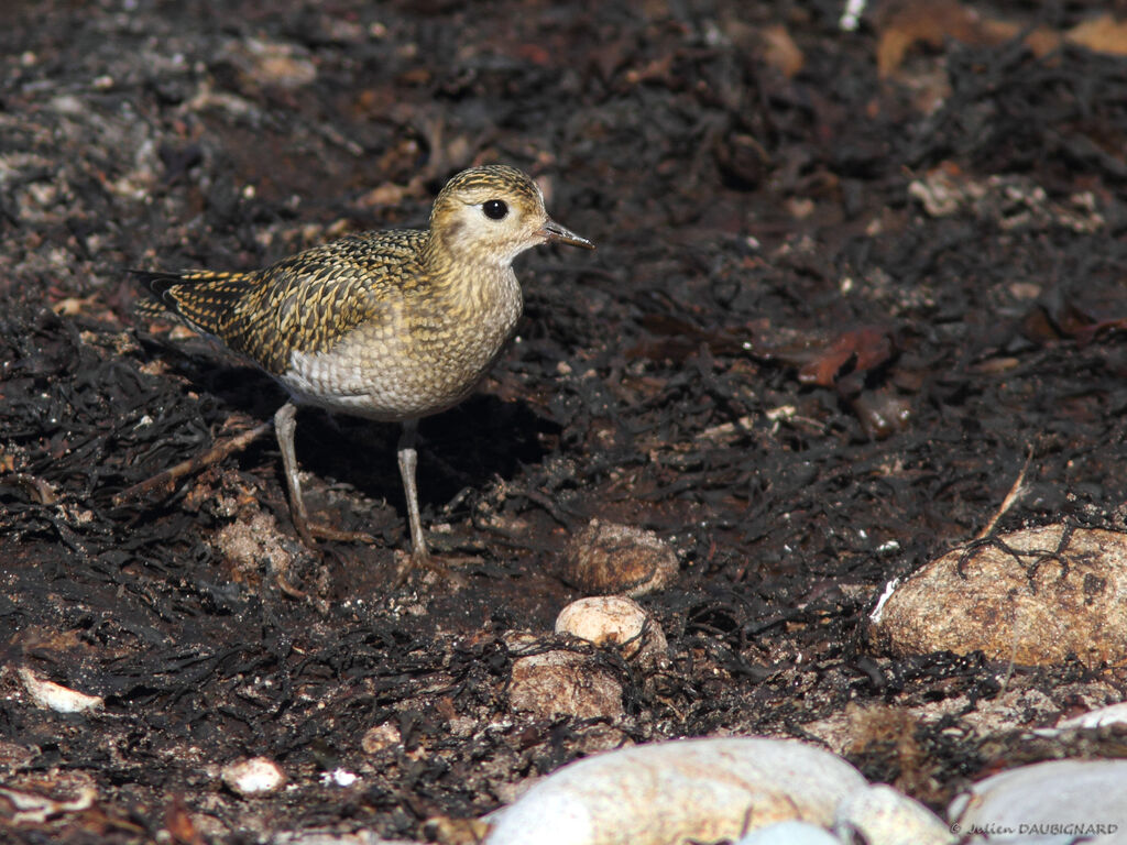 Pluvier doré, identification