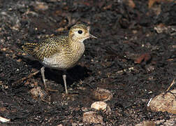 European Golden Plover