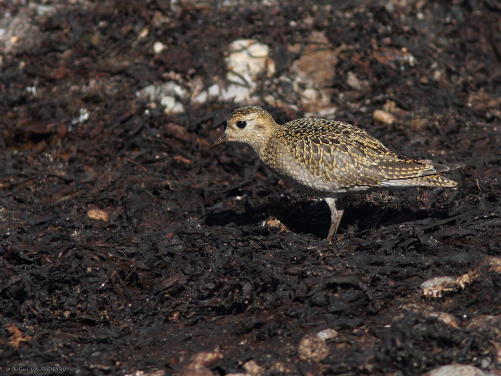 Pluvier doré, identification