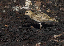 European Golden Plover