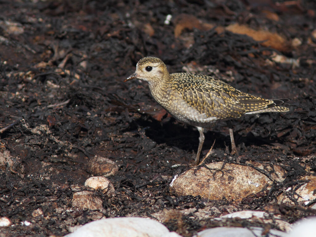 Pluvier doré, identification