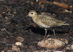 European Golden Plover