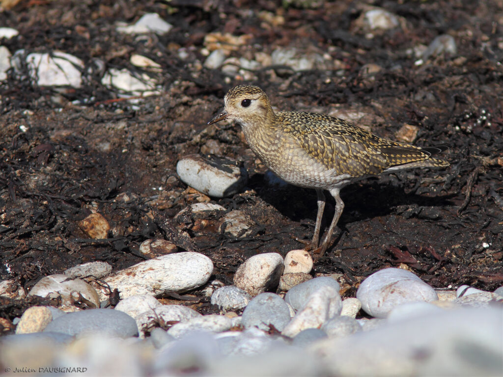 European Golden Plover, identification