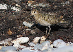 European Golden Plover