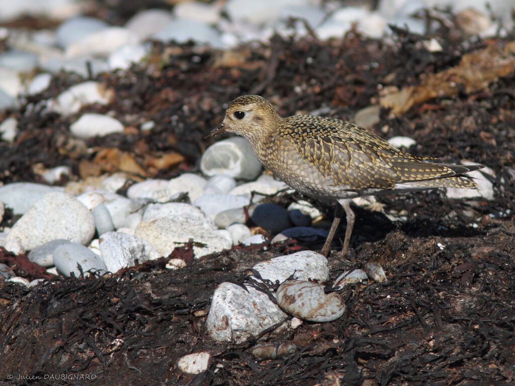 European Golden Plover, identification