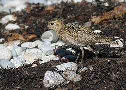 European Golden Plover