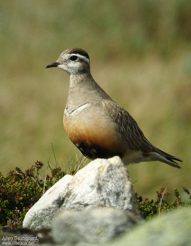 Pluvier guignard, identification