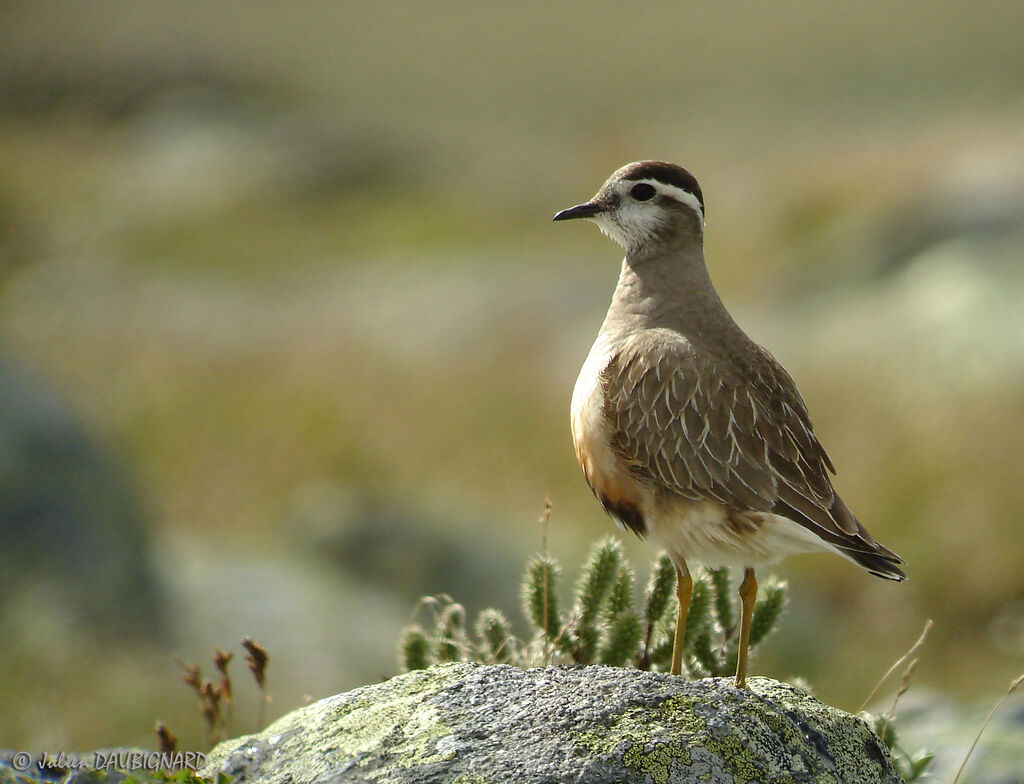 Pluvier guignard, identification