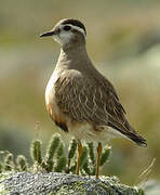 Eurasian Dotterel