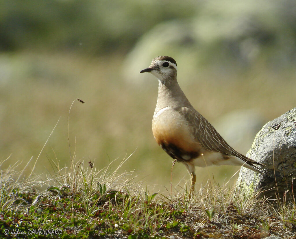 Pluvier guignard, identification