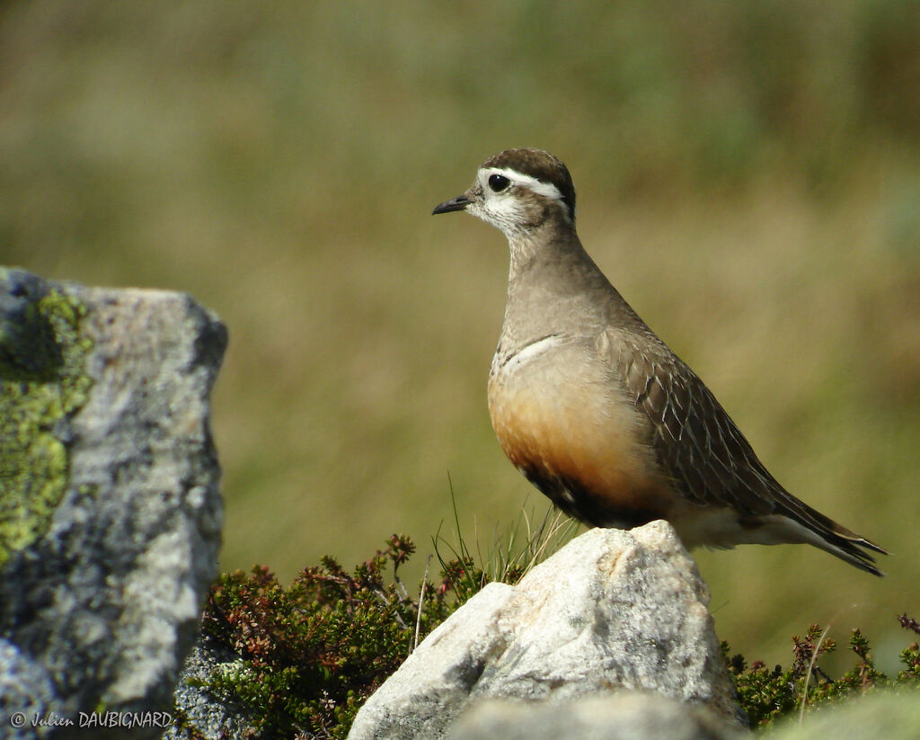 Pluvier guignard, identification