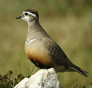 Eurasian Dotterel