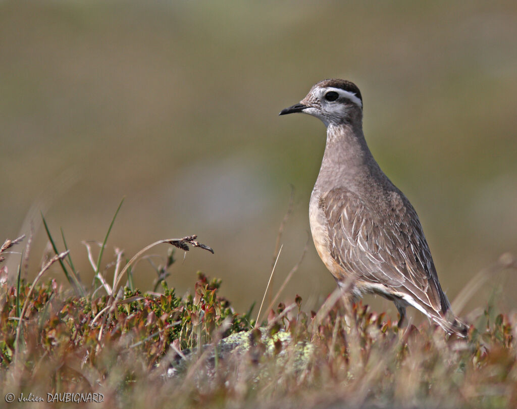 Pluvier guignard, identification