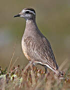 Eurasian Dotterel