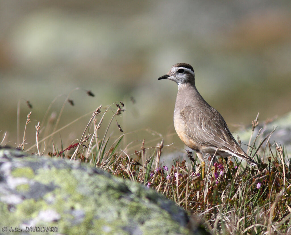 Pluvier guignard, identification