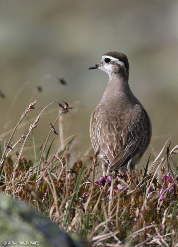 Eurasian Dotterel, identification