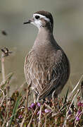 Eurasian Dotterel