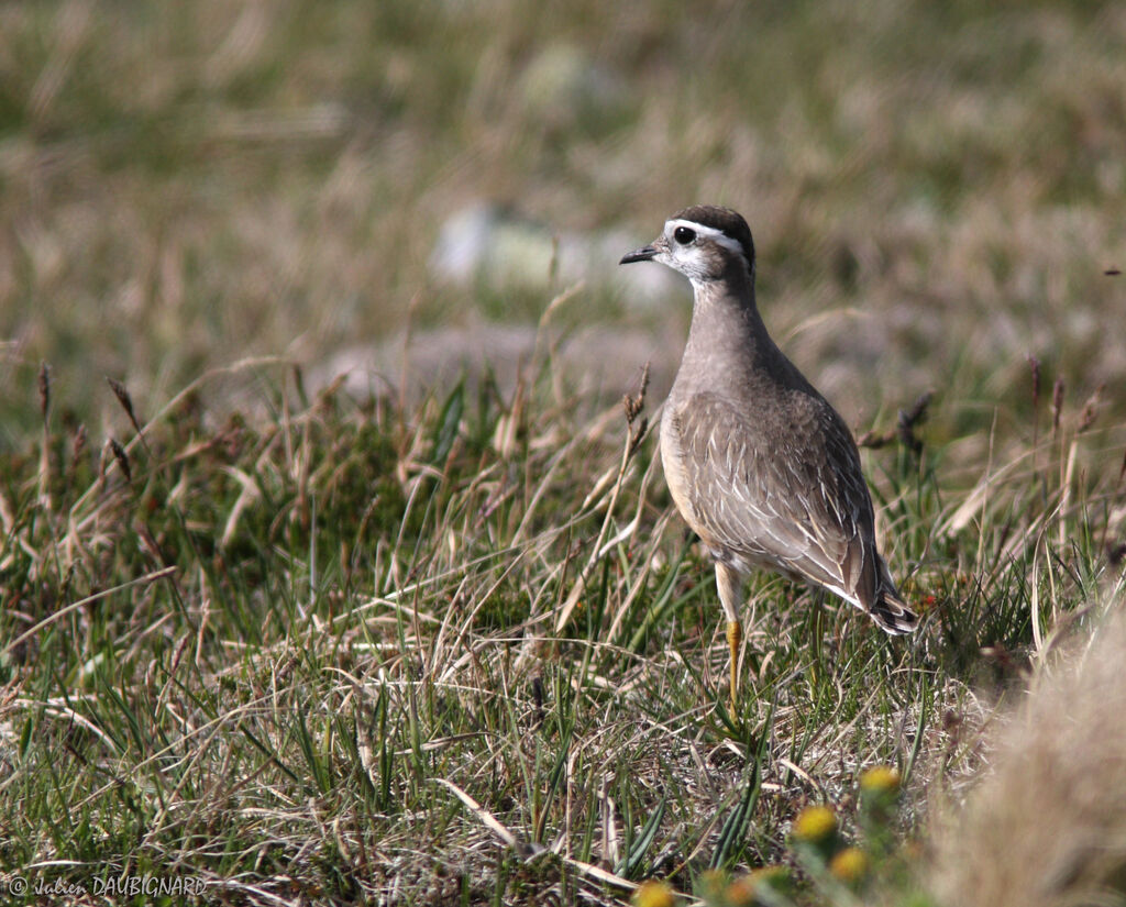 Pluvier guignard, identification