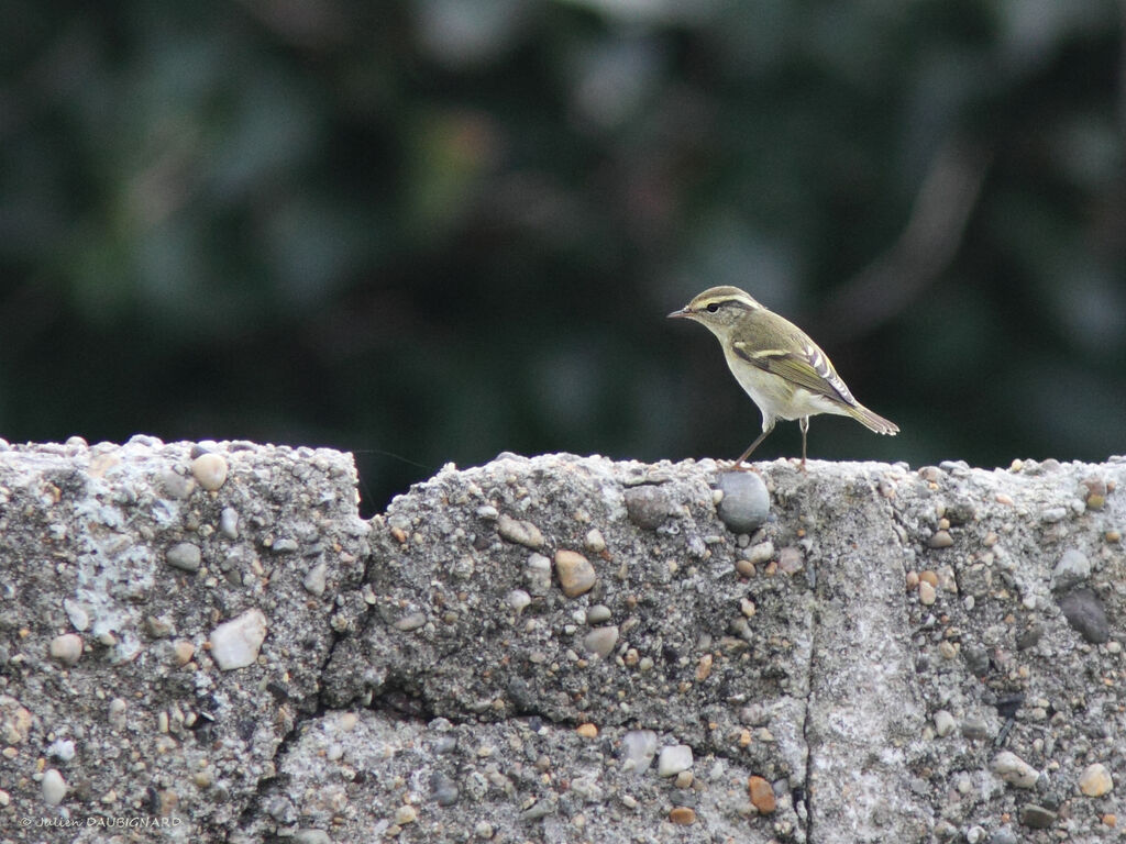 Pouillot à grands sourcils, identification