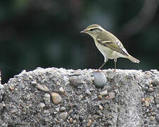 Yellow-browed Warbler