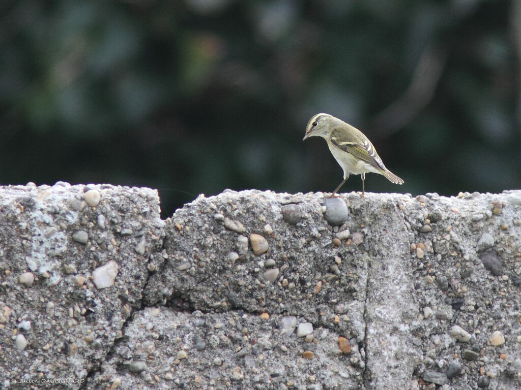 Pouillot à grands sourcils, identification